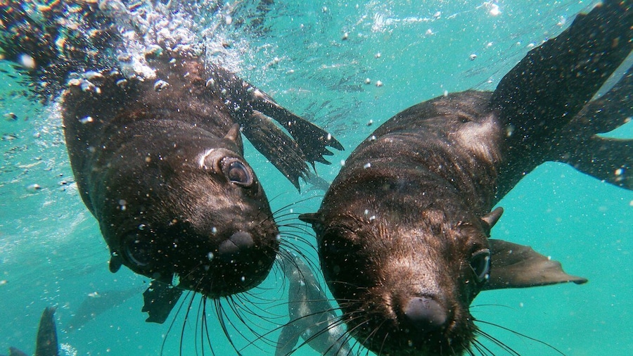 Plettenberg Bay: Seal Colony Viewing Excursion