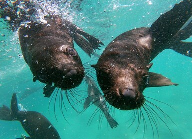 Baie Plettenberg : Excursion d’observation des colonies de phoques