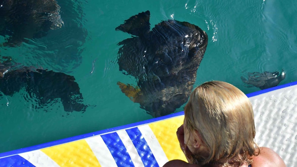 Picture 3 for Activity Magnetic Island: Lunchtime Sailing Cruise