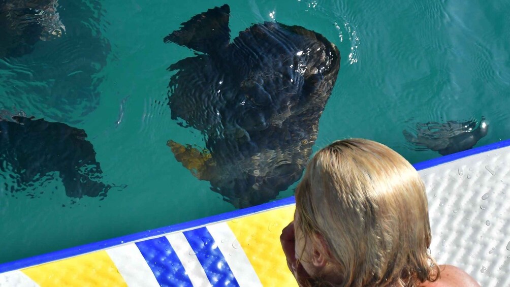 Picture 3 for Activity Magnetic Island: Lunchtime Sailing Cruise