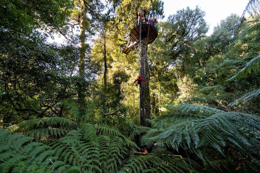 Picture 12 for Activity Rotorua: Ultimate Guided Zipline Tour w/ Volcanic Cliff Walk