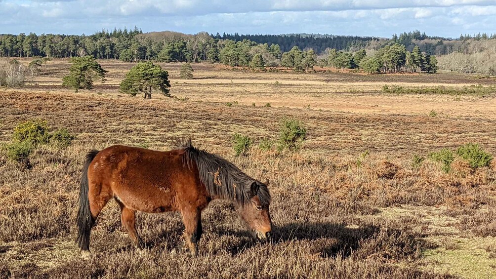 Picture 3 for Activity New Forest Discovery Walk (Lyndhurst)