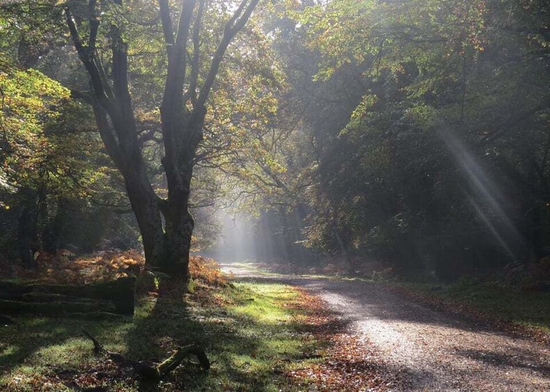 Picture 2 for Activity New Forest Discovery Walk (Lyndhurst)