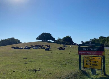 New Forest Discovery Walk (Lyndhurst)