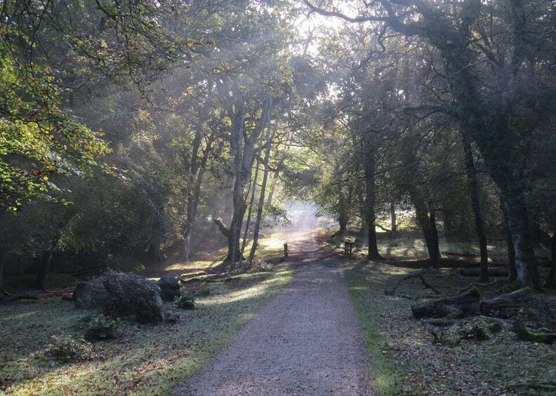 Picture 1 for Activity New Forest Discovery Walk (Lyndhurst)