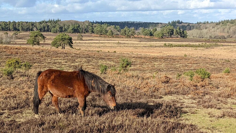 Picture 3 for Activity New Forest Discovery Walk (Lyndhurst)