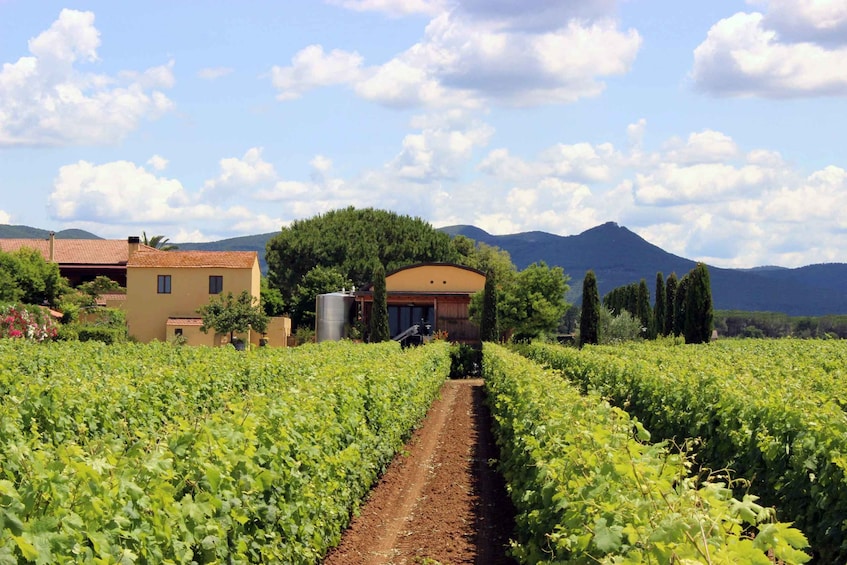 Picture 9 for Activity Bolgheri: Winery Tour with Wine Tasting