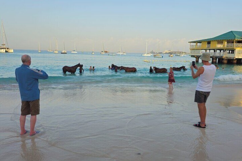 See the Racehorses at Pebbles Beach Barbados