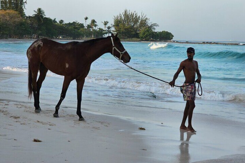 See the Racehorses at Pebbles Beach Barbados