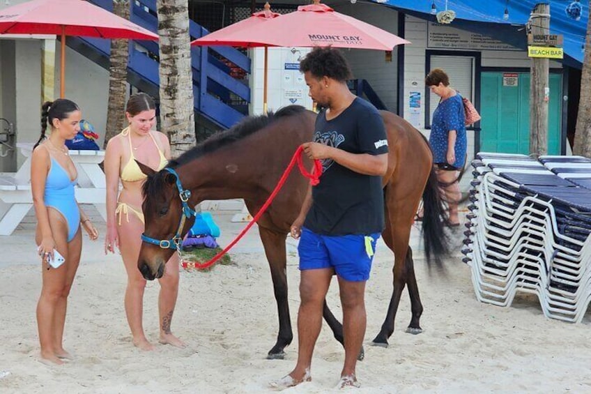 Racehorses at Pebbles Beach in Barbados