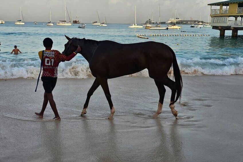 See the Racehorses at Pebbles Beach Barbados