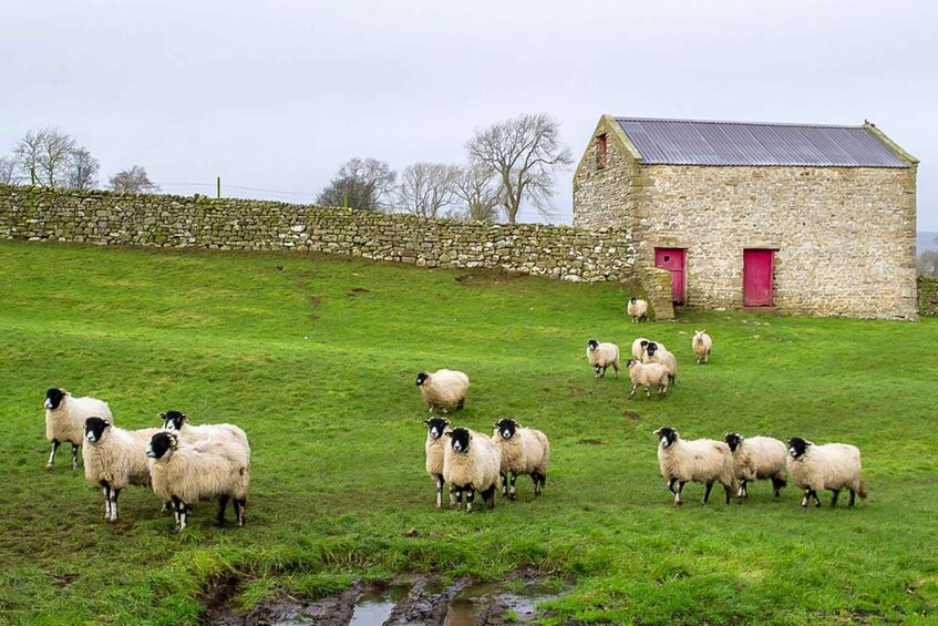 Picture 1 for Activity The Yorkshire Dales Tour from York