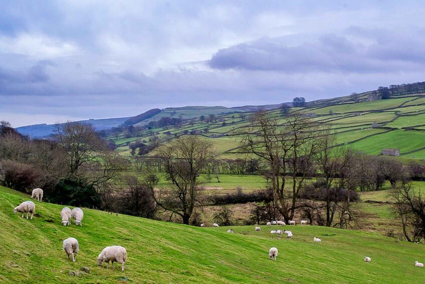 Picture 5 for Activity The Yorkshire Dales Tour from York