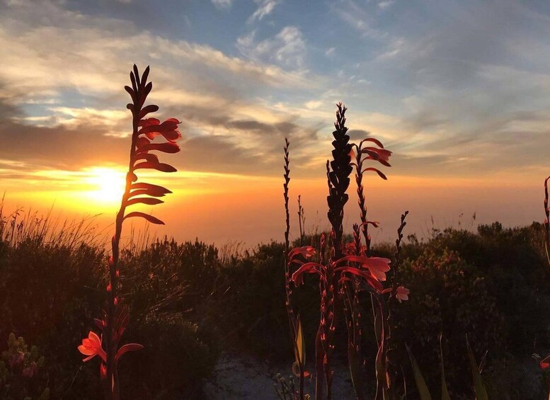 Picture 2 for Activity Cape Town: Lion’s Head Sunrise or Sunset Hike