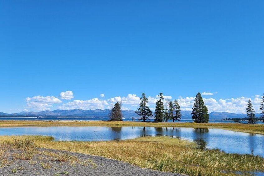 Yellowstone Wildlife Tour