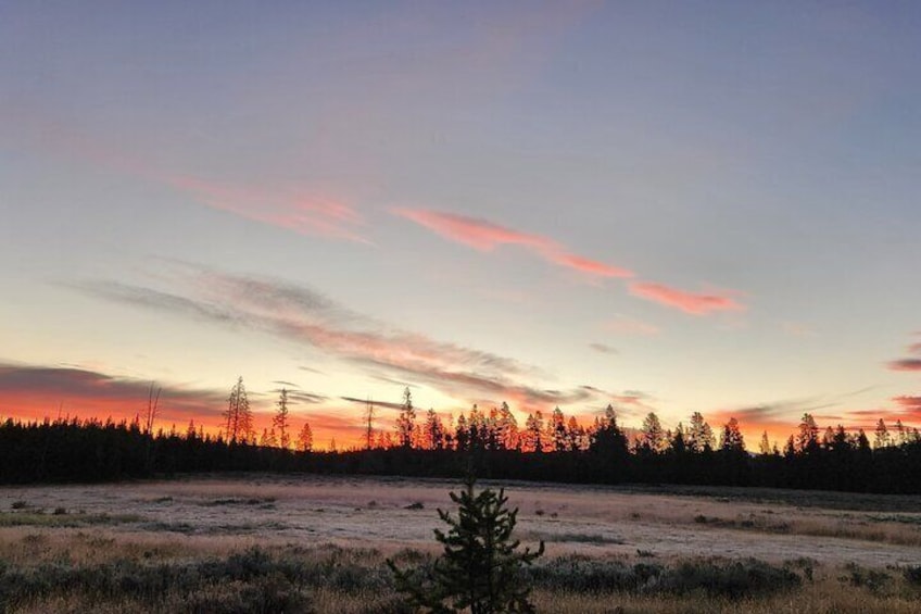 Yellowstone Wildlife Tour