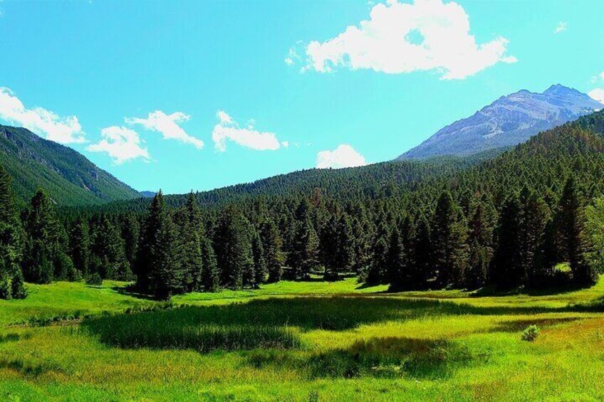 Yellowstone Wildlife Tour