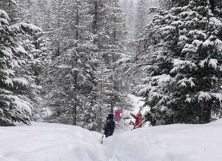 Picture 21 for Activity Guided Snowshoeing Adventure from Seward, Alaska
