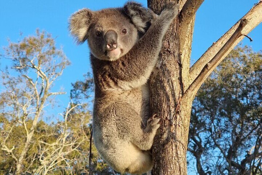 Stradbroke Isand Day Tour from Brisbane