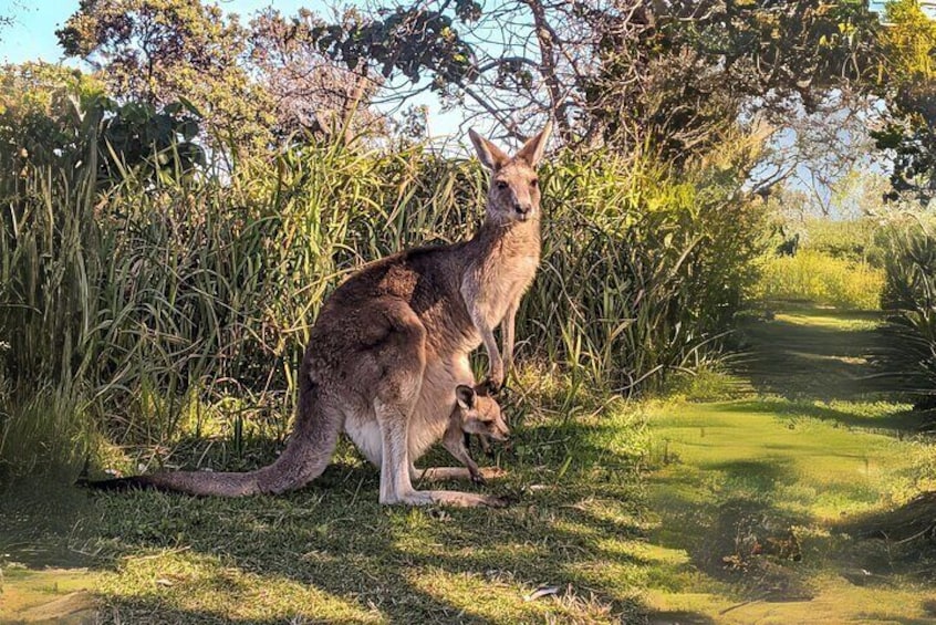 Stradbroke Isand Day Tour from Brisbane