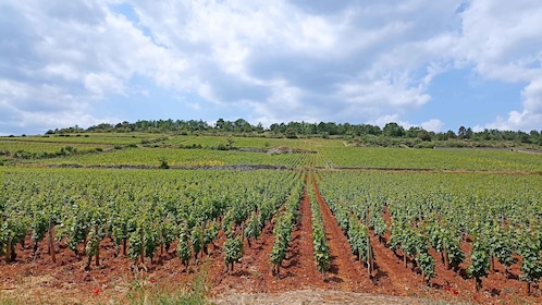 From Lyon: Guided Beaujolais Tour with Wine Tasting