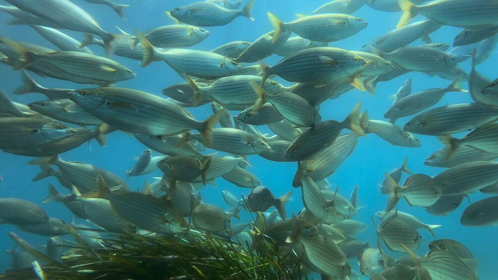 Picture 7 for Activity L'Estartit: Medes Islands Cruise with Guided Snorkeling