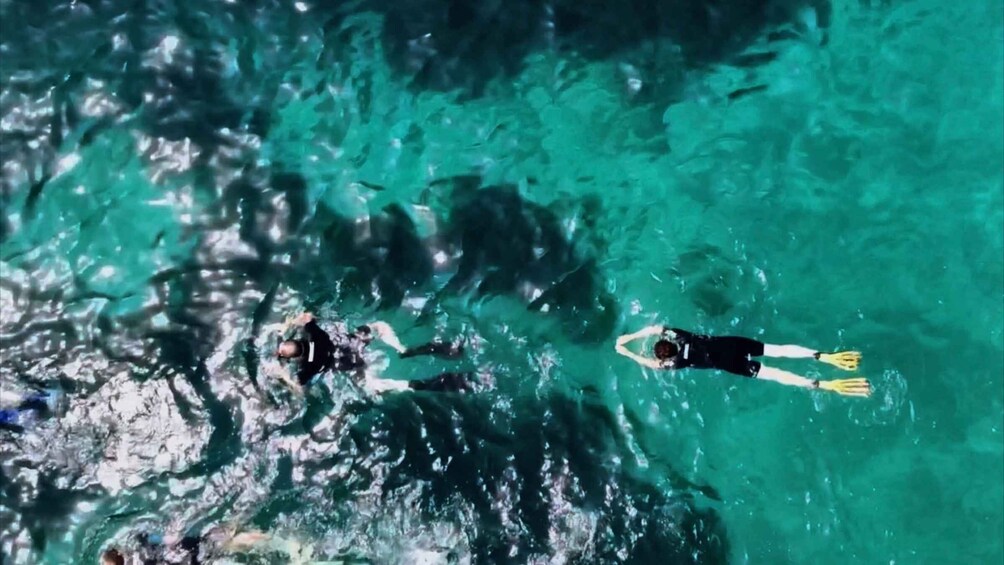 Picture 3 for Activity L'Estartit: Medes Islands Cruise with Guided Snorkeling