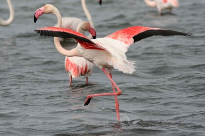 From Avignon: Camargue Tour with Pont de Gau Bird Park Entry