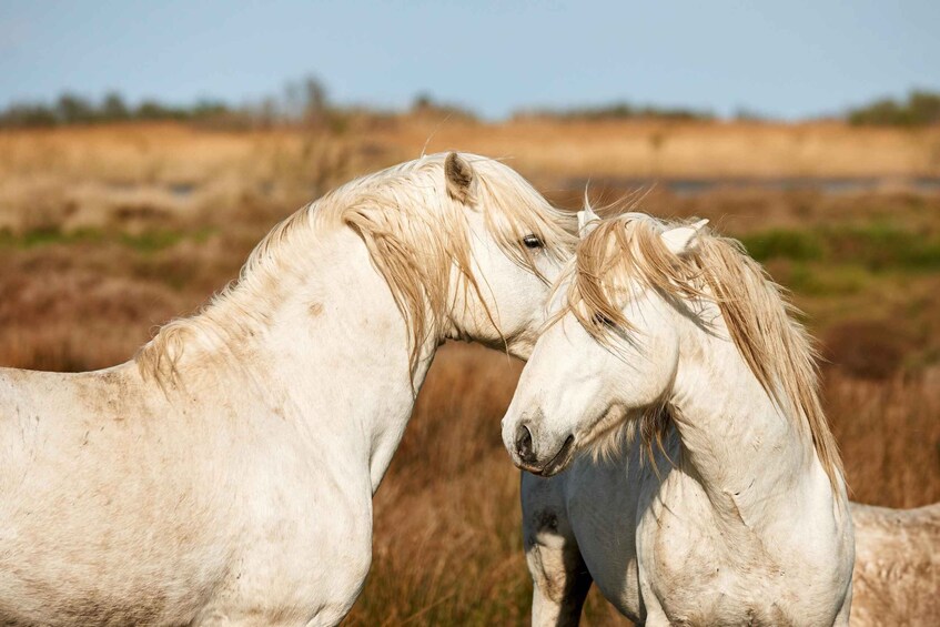 Picture 6 for Activity From Avignon: Camargue Tour with Pont de Gau Bird Park Entry