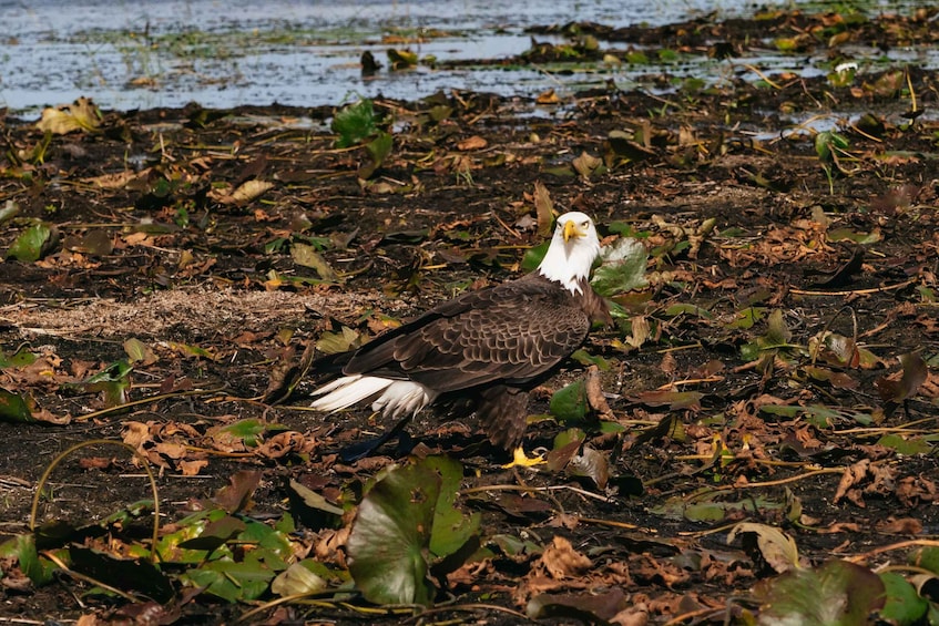 Picture 3 for Activity Orlando: Florida Everglades Wildlife Airboat Tour