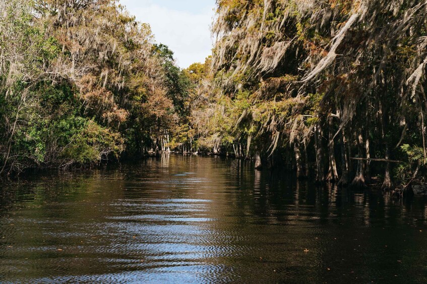 Picture 13 for Activity Orlando: Florida Everglades Wildlife Airboat Tour