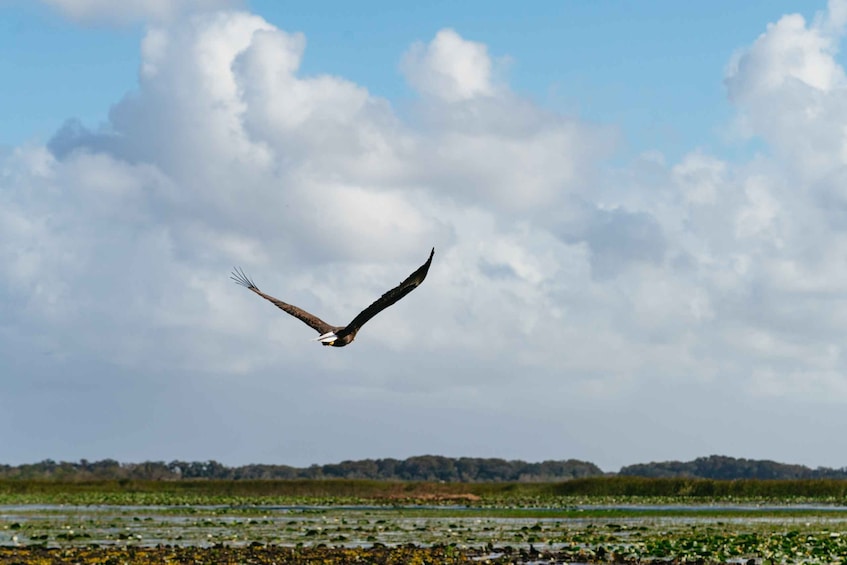 Picture 10 for Activity Orlando: Florida Everglades Wildlife Airboat Tour