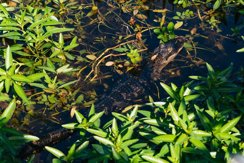 Picture 12 for Activity Orlando: Florida Everglades Wildlife Airboat Tour