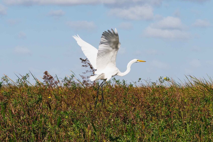 Picture 9 for Activity Orlando: Florida Everglades Wildlife Airboat Tour