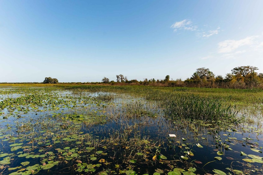 Picture 6 for Activity Orlando: Florida Everglades Wildlife Airboat Tour