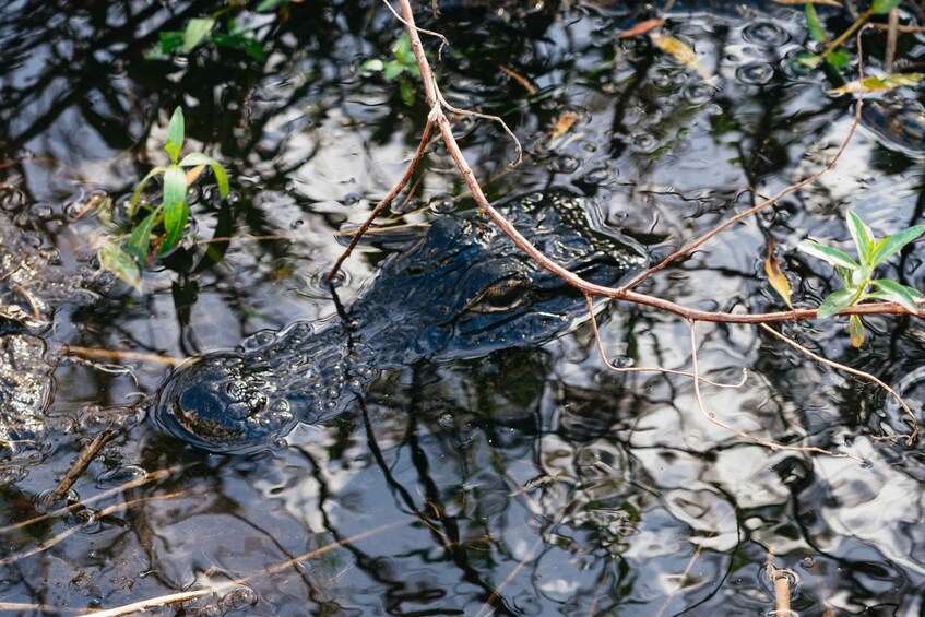 Picture 1 for Activity Orlando: Florida Everglades Wildlife Airboat Tour