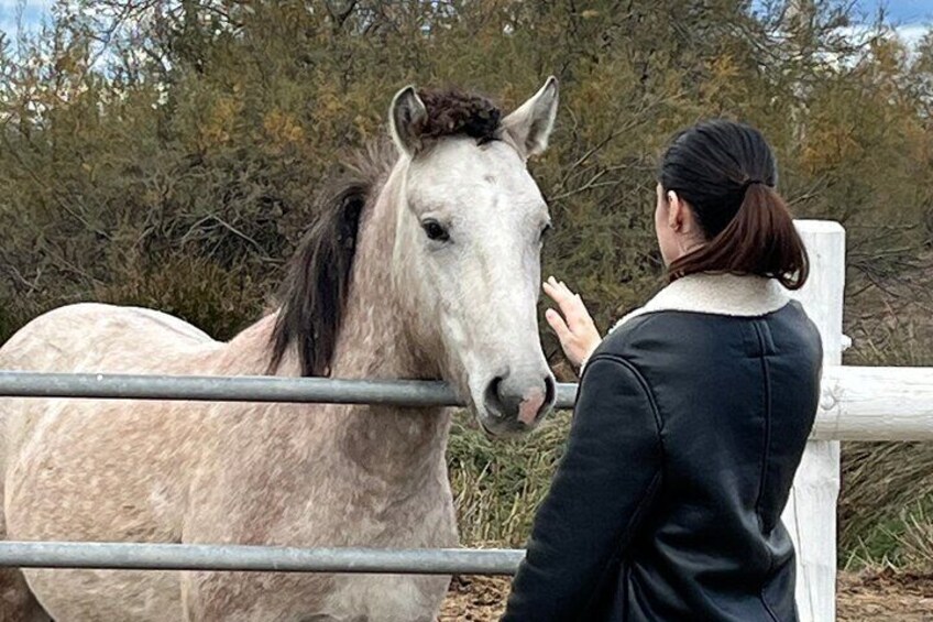 Small group half day Camargue and rosé wine tour from Montpellier