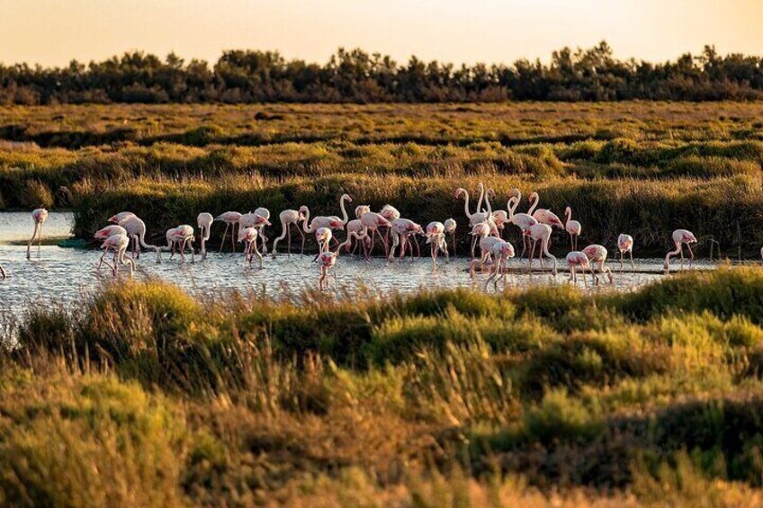 Flamingos