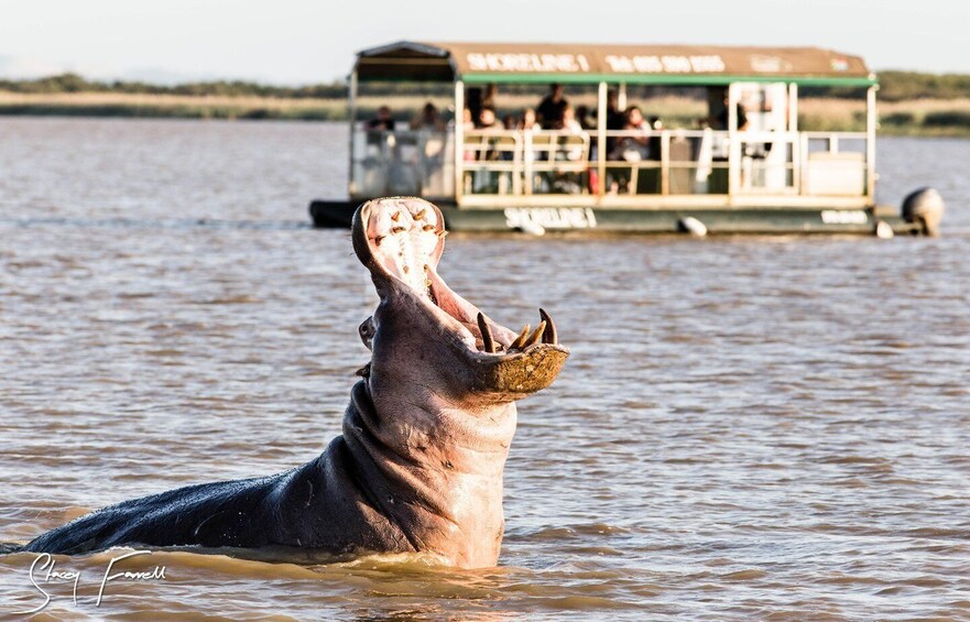 Picture 5 for Activity St Lucia: Hippo and Crocodile Cruise on a 15-Seat Vessel