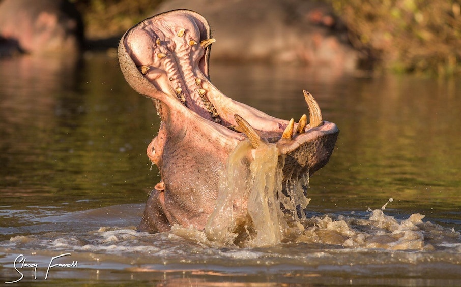 Picture 15 for Activity St Lucia: Hippo and Crocodile Cruise on a 15-Seat Vessel