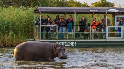 St Lucia: Hippo and Crocodile Cruise on a 15-Seat Vessel