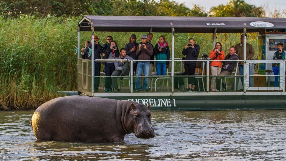 St Lucia: Hippo and Crocodile Cruise on a 15-Seat Vessel