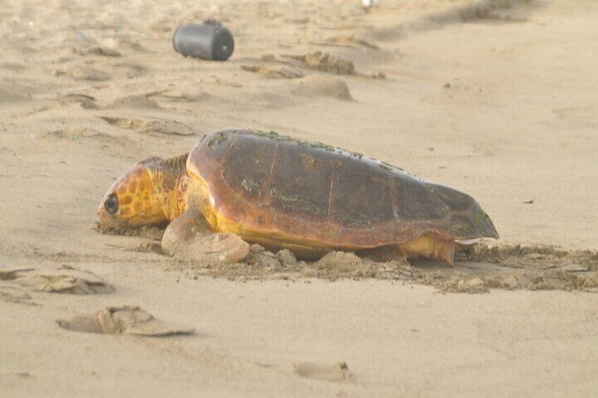 Turtle Experience in Boa Vista Island
