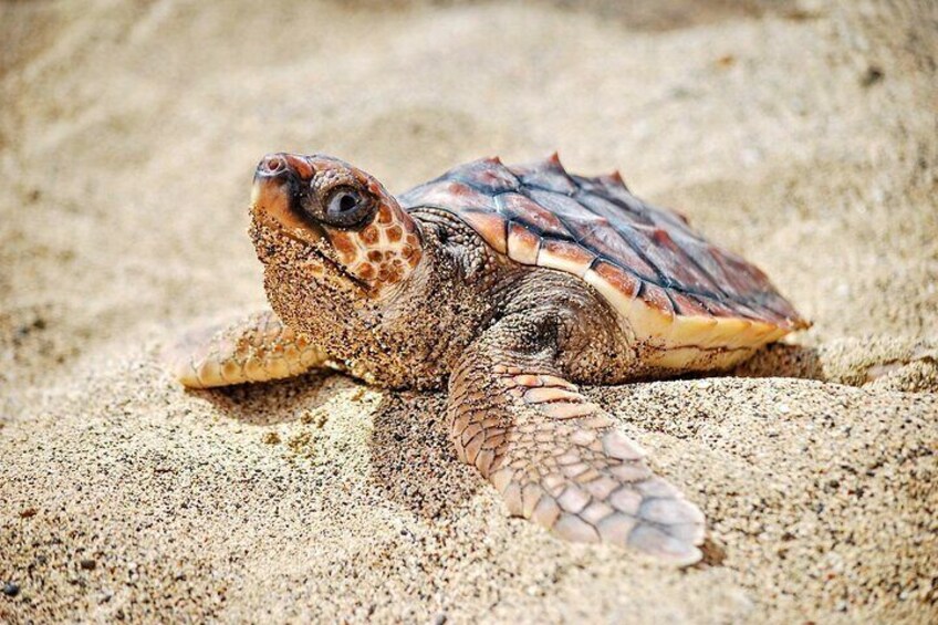 Turtle Experience in Boa Vista Island