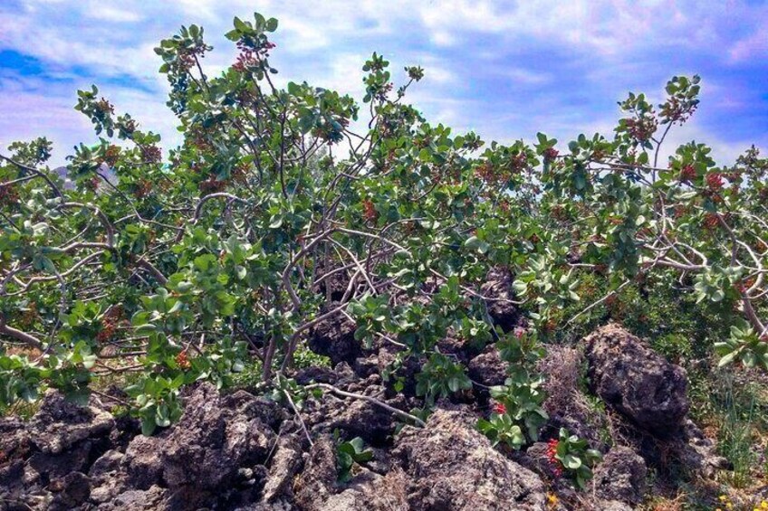 Bronte pistachio plant