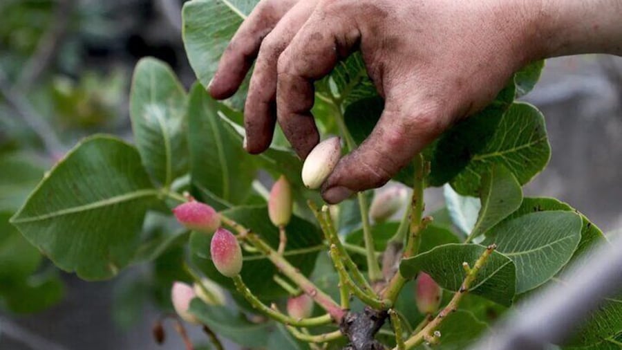 Half Day Tour to the Pistachio Fields in Bronte