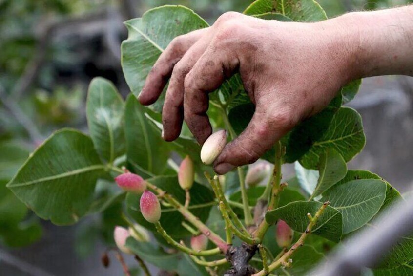 Half Day Tour to the Pistachio Fields in Bronte