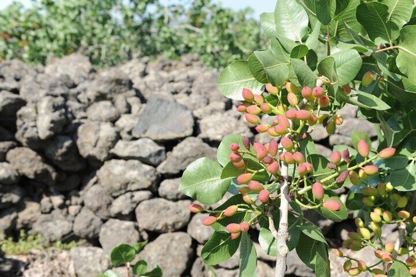 Half Day Tour to the Pistachio Fields in Bronte