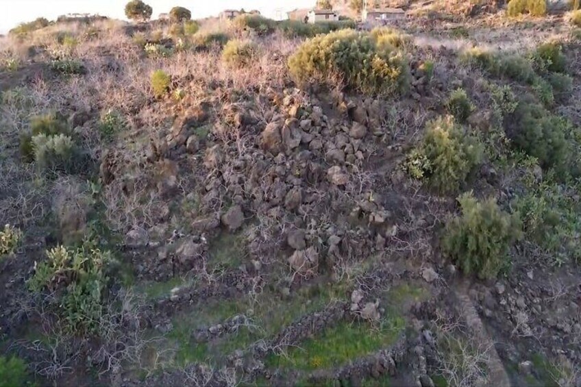 Aerial photo pistachio grove Bronte