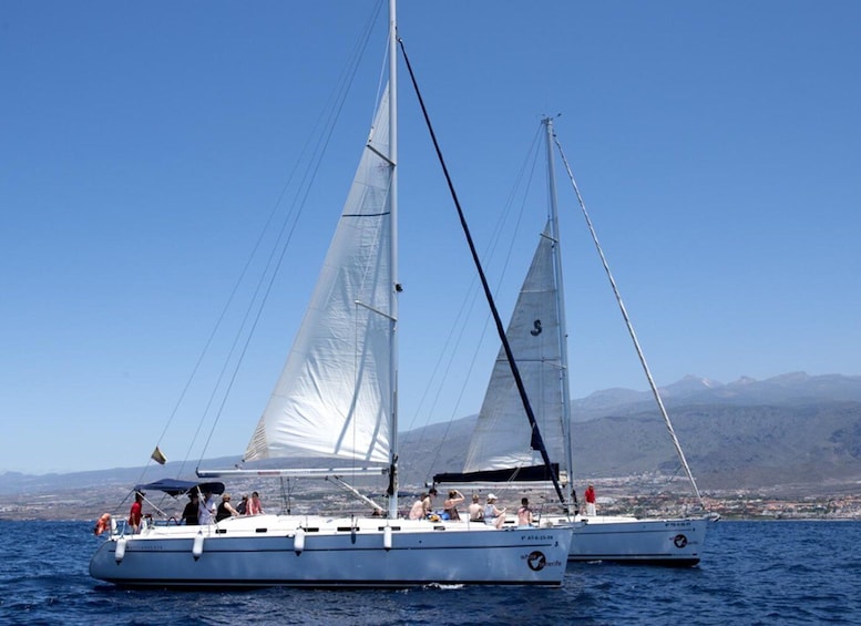 Picture 9 for Activity Tenerife: Whale and Dolphin Watching Tour by Sailboat